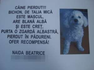 Pierdut caine !!