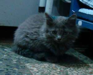 MOTANEI SPRE ADOPTIE IASI