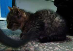 MOTANEI SPRE ADOPTIE IASI