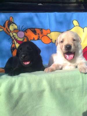 vand puiuti labrador cu pedigree