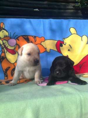 vand puiuti labrador cu pedigree