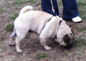 Vand Mops / Pug junior - mascul