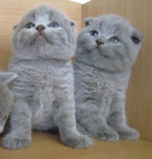 VAND PISICI SCOTTISH FOLD BUCURESTI BRASOV IASI ORADEA CONSTANTA TIMISOARA GALATI