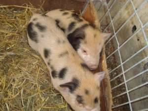 vand porci de companie