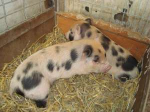 vand porci de companie