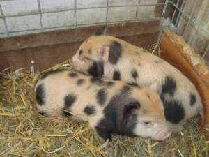 vand porci de companie