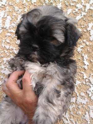 BICHON MALTEZ