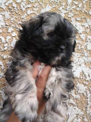 BICHON MALTEZ
