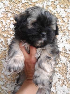 BICHON MALTEZ