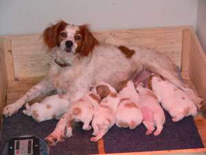 vand pui de epagneul breton cu pedigree/brittany