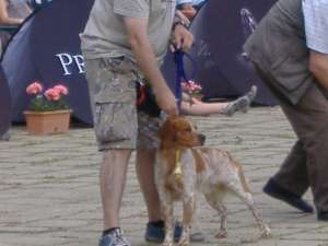vand pui de epagneul breton cu pedigree/brittany