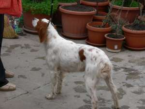vand pui de epagneul breton cu pedigree/brittany