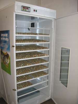 incubator oua fazan