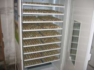 incubator oua fazan