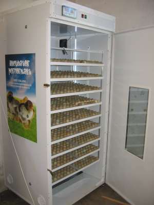 incubator oua fazan