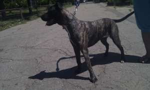 Vand Pressa Canario