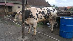 tauras belga