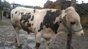 tauras belga
