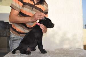 CANE CORSO