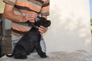 CANE CORSO