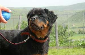 Vand mascul rottweiler