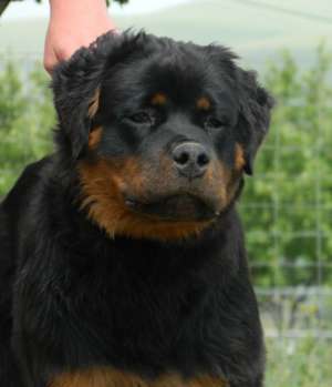 Vand mascul rottweiler