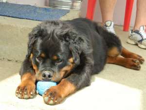 Vand mascul rottweiler