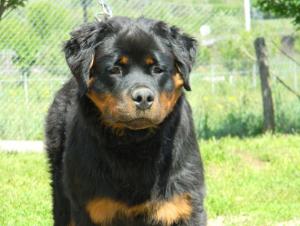 Vand mascul rottweiler