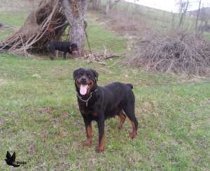 vand catei rottweiler
