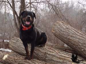 vand catei rottweiler