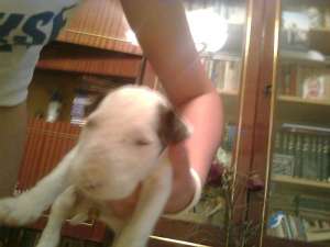 bull terrier cu pedigree