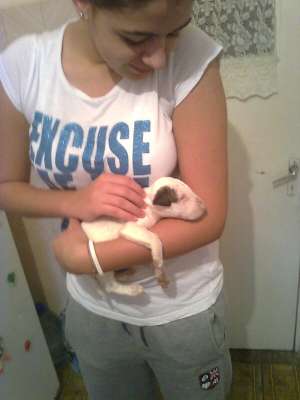 bull terrier cu pedigree