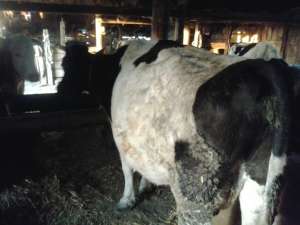 Vaci Holstein