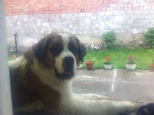 Saint Bernard