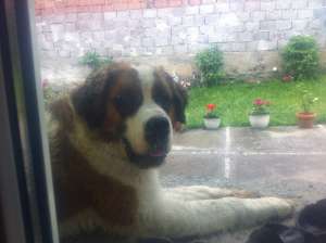 Saint Bernard