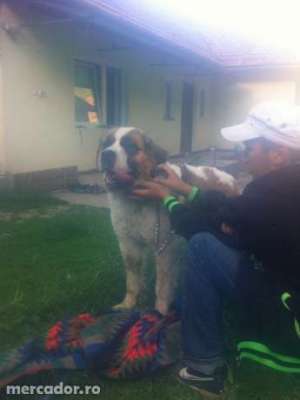 Saint Bernard