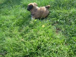 Vand femela bichon havanese