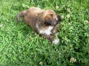 Vand femela bichon havanese