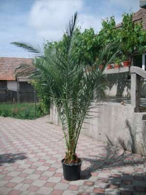 palmieri Grecia