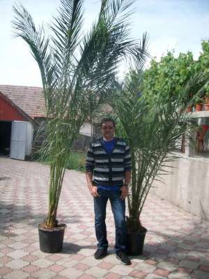 palmieri Grecia