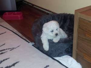 Bichon Frise