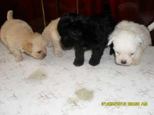 SUPER OFERTA!!!puiuti bichon toy 100 euro