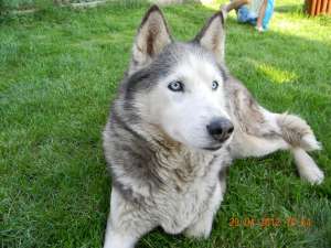 Pierdut husky Iasi