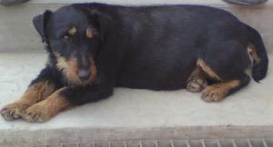 Mascul jagdterrier