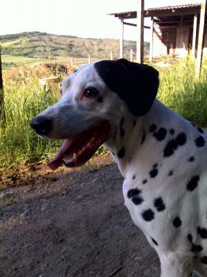 dau spre adoptie caine dalmatian