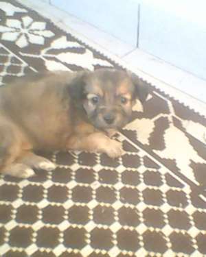 vand urgent