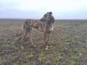 ogar greyhound