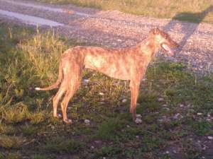 ogar greyhound
