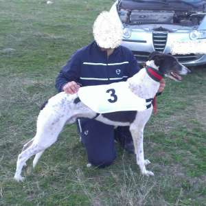 mascul ogar greyhound