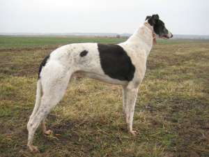mascul ogar greyhound